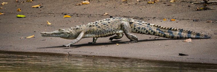 008 Tortuguero, kaaiman.jpg